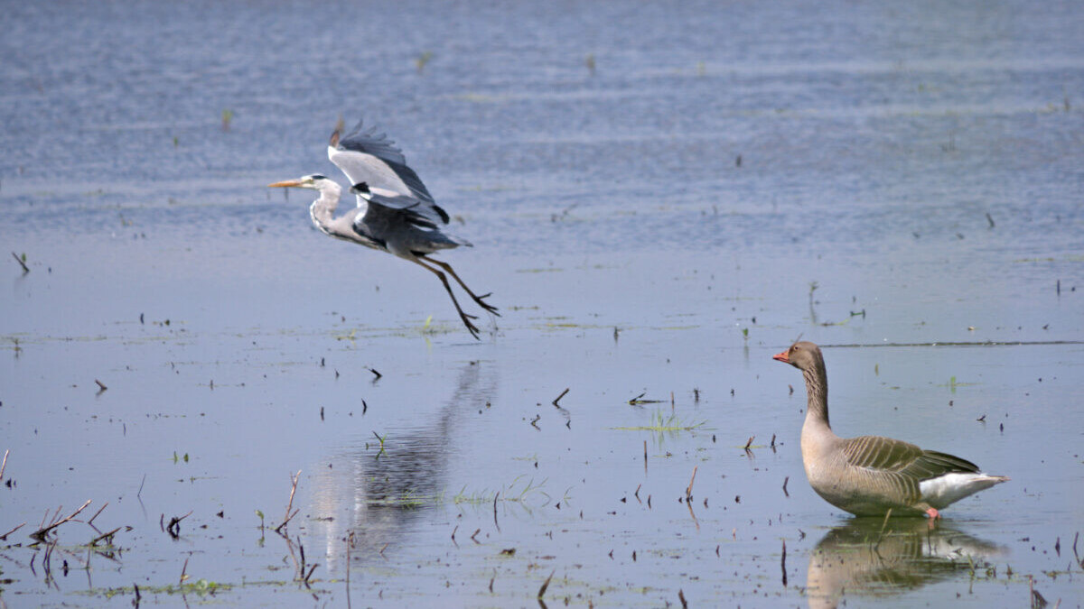 A grey heron about to land in front of a swimming goose