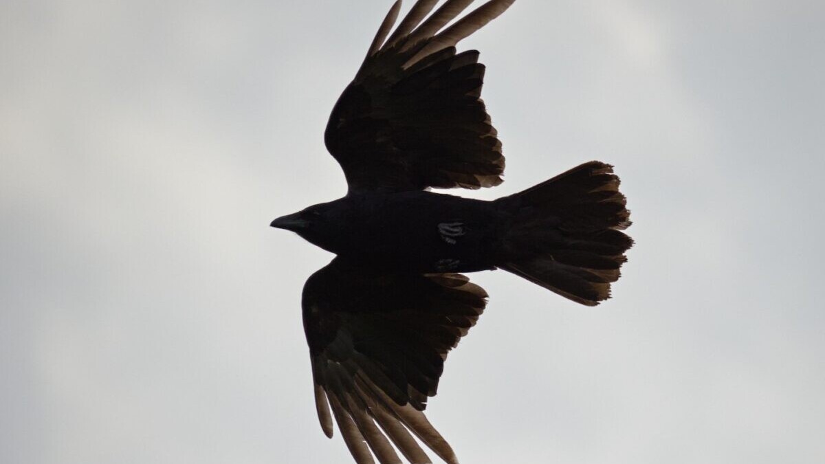 A carrion crow in flight silhouetted against bright clouds