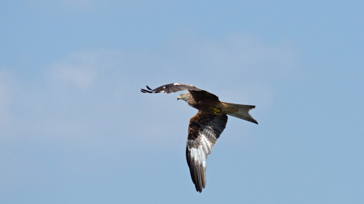 A red kite in flight against blue sky and thin clouds