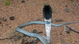 Researchers Discover First Effective Treatment for Spitting Cobra Snakebite | Sci.News
