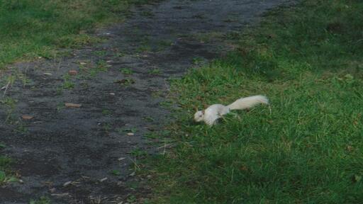 A white-furred grey squirrel walking through grass