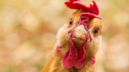 Chickens Can Blush When They're Feeling Emotional, And We Should Pay Attention