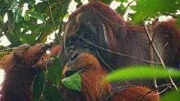 Sumatran Orangutan Spotted Treating Wound with Medicinal Plant | Sci.News